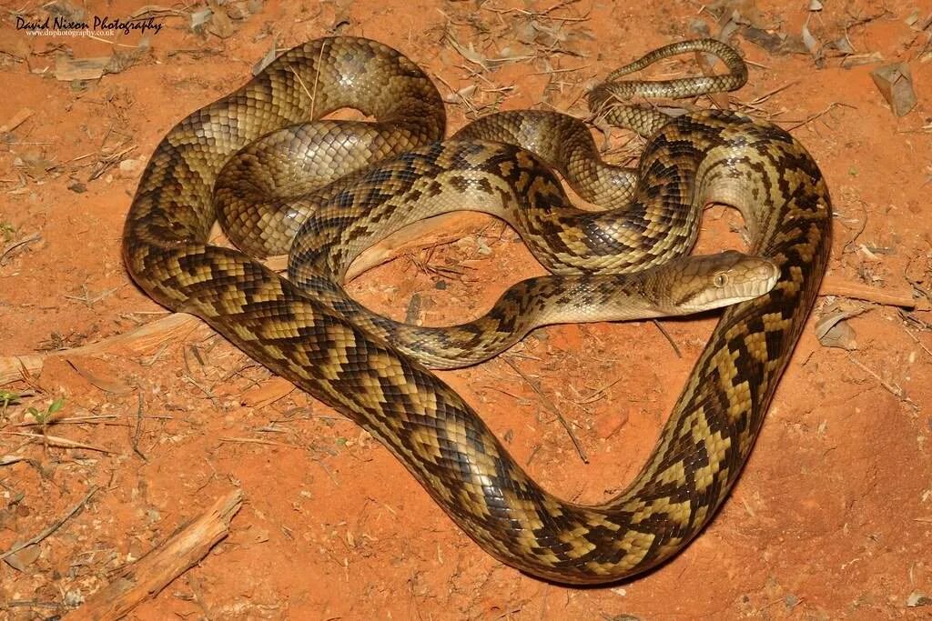 Аметистовый питон. Змея аметистовый питон. Змея аметистовый питон. Танимбарский аметистовый питон. Simalia amethistina.