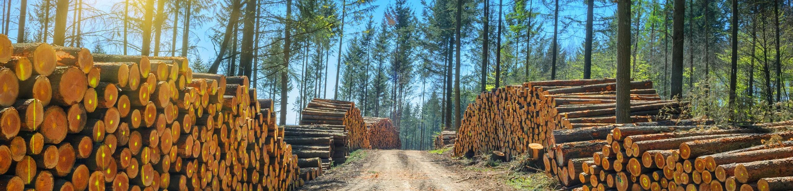 Где можно купить лес. Лес пиломатериалы. Заготовка леса. Лес древесина. Штабель леса.