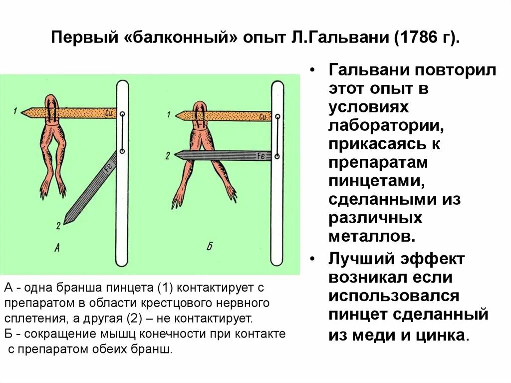 Первый опыт мм. Балконный опыт Гальвани. Гальвани 1786. Второй опыт Гальвани. Второй опыт Гальвани физиология.