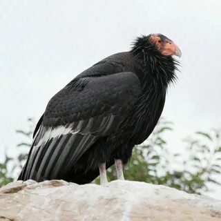 Большая птица 6 букв