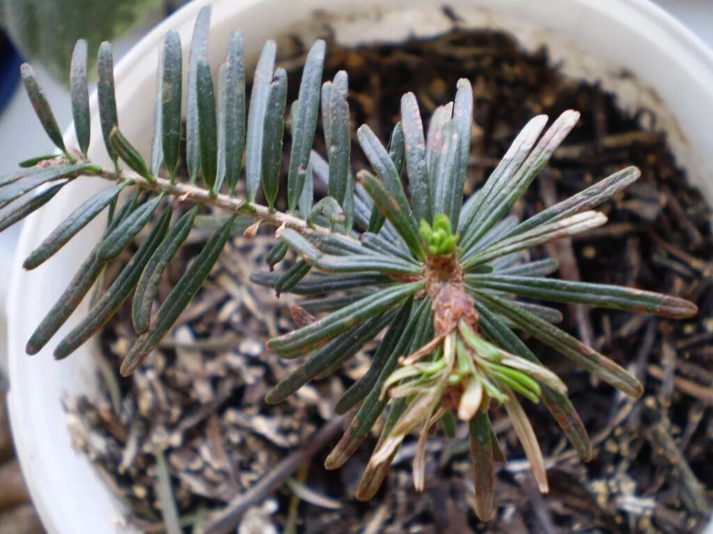 Черенки ель коника. Саженцы с комом земли. Пихта фабри. Араукария пересаживание. Сеянцы пихты сибирской.