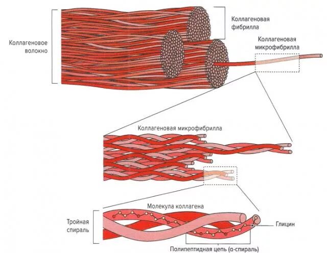 Соединительная мышца. Уровни организации коллагеновых волокон. Коллагеновые волокна соединительной ткани строение. Коллаген структура волокна. Структура коллагенового волокна.