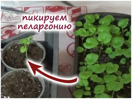 Когда пикировать герань