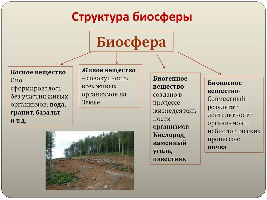 Структура биосферы живое вещество. Таблица живое костное биокостное. Живое вещество косное вещество биокосное вещество. Структура биосферы и функции ее живого вещества. 2 биосфера включает