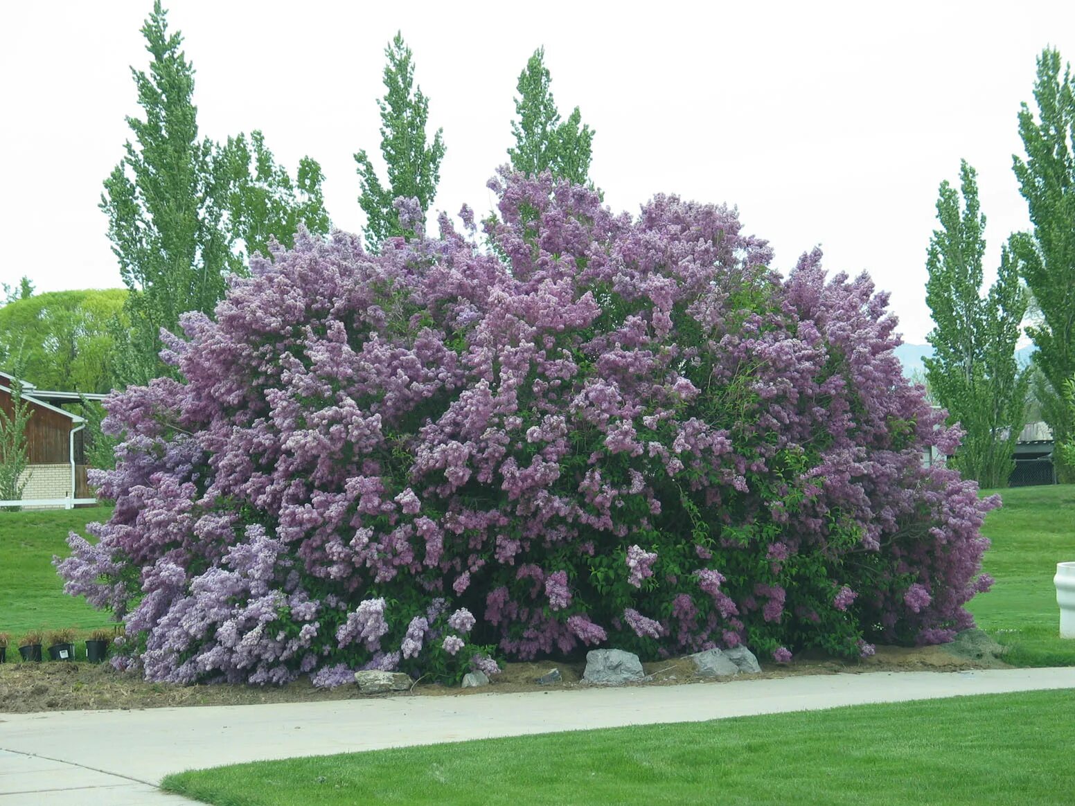 Сирень венгерская куст. Сирень венгерская (Syringa josikaea). Сирень Мейера Палибин на штамбе. Кустом удом