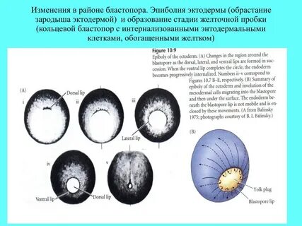 Первичный рот зародыша