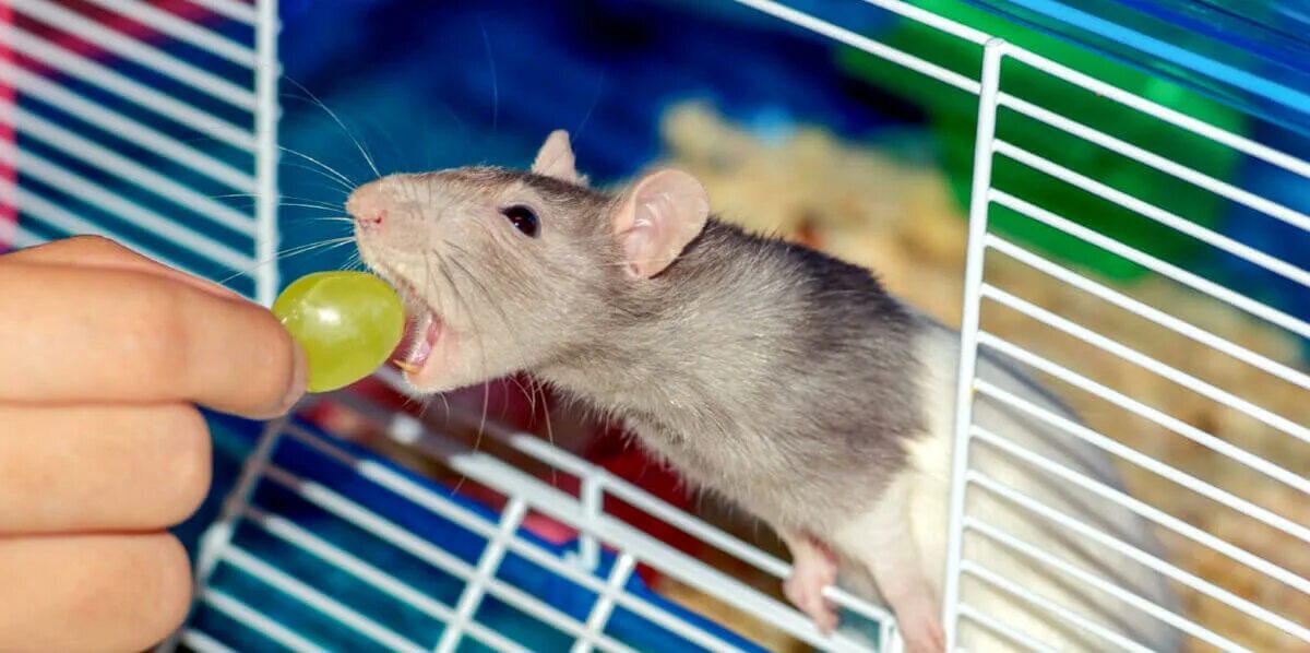 Какие орехи можно давать хомякам. Корм для крыс дамбо. Можно ли крысам грецкие. Таблица продуктов для крыс. Еда для крыс домашних.