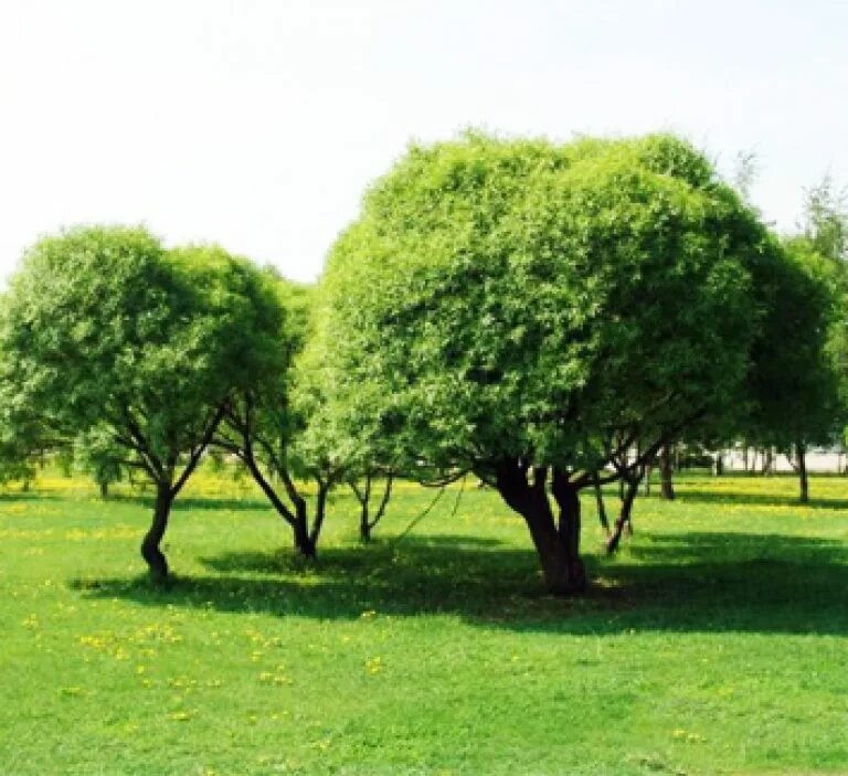 Ива шаровидная фото и описание. Ива ломкая (шаровидная) Salix fragilis. Ива ломкая шаровидная. Ива ломкая шаровидная (Ракита). Ива Козья шаровидная.