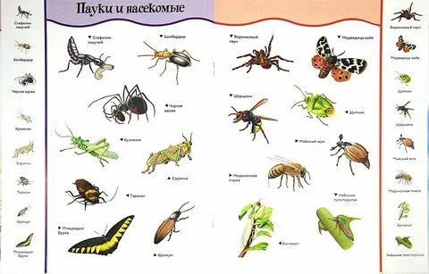 Виды насекомых список Kitma.ru