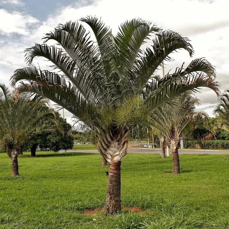В какой природной зоне растет пальма. Dypsis decaryi. Пальма Пальмира. Пальма Дипсис-Palm Dipsis. Raphia farinifera Пальма.