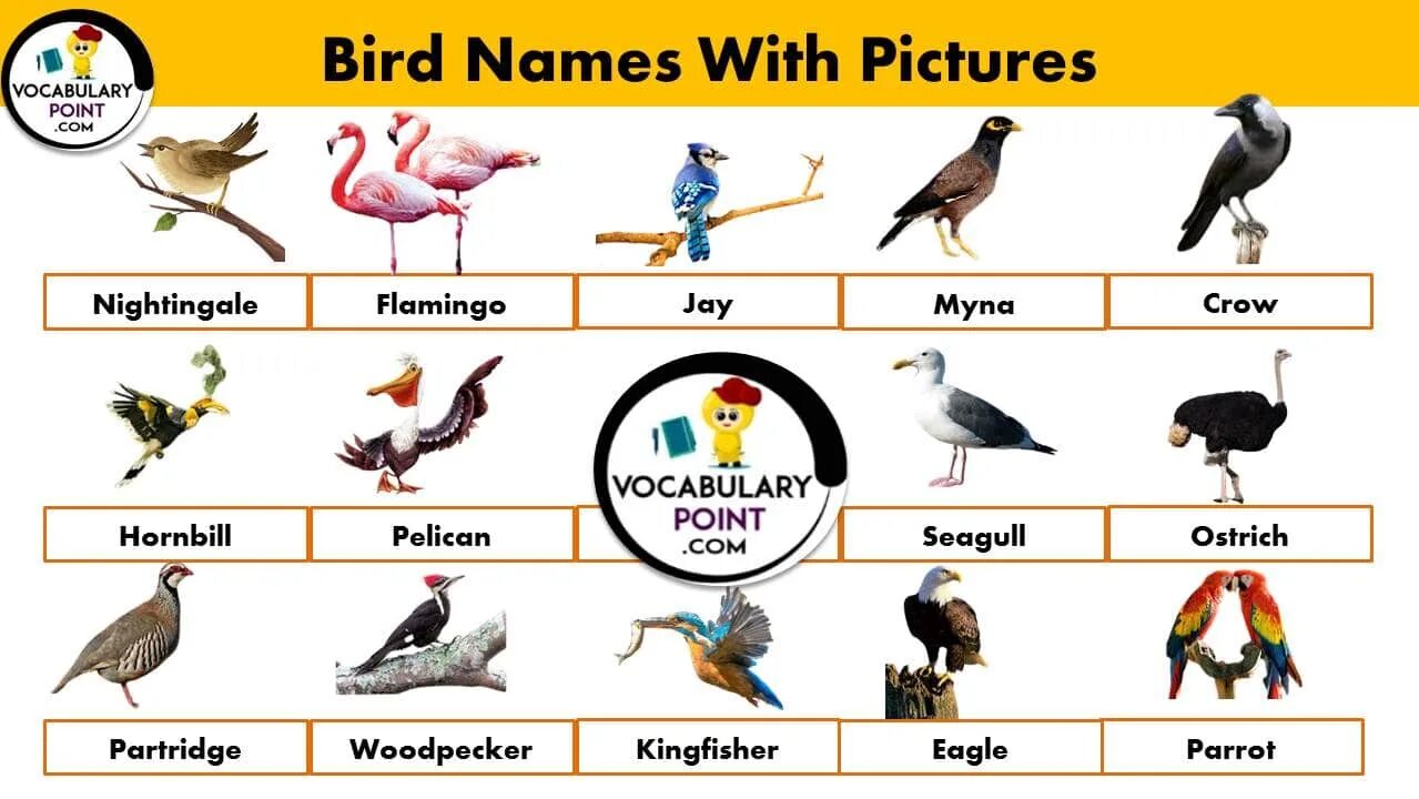 Разбор имени птица. Птицы на английском языке. Names of Birds in English. Домашние птицы на английском. Имена птиц.
