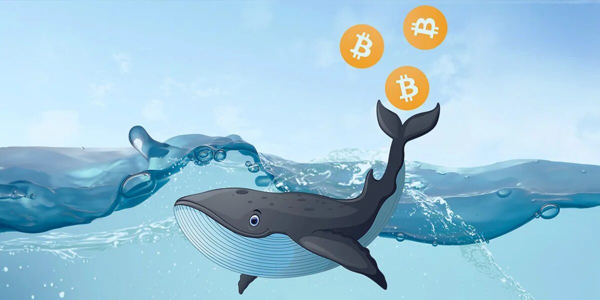 Криптовалютные киты. Криптовалюты киты. Кит криптовалюта. Кит трейдер. Криптовалюты киты.