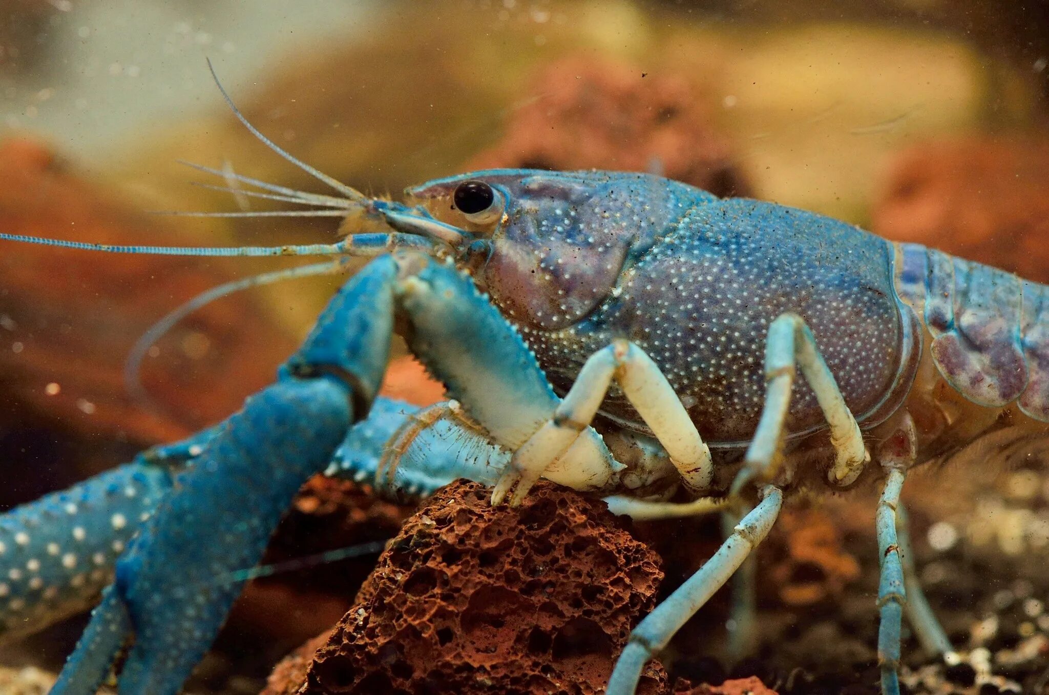 Кубинский рак. Procambarus alleni синий Флоридский рак.. Флоридский Омар. Флоридский синий краб. Аквариумные ракообразные.