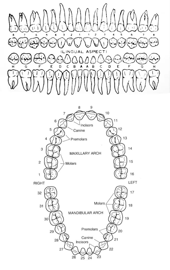 Зубной на латыни. Нумерация зубов в стоматологии схема у взрослых. Нумерация зубов в стоматологии схема у взрослых и детей. Нумерация зубов в стоматологии схема у детей молочных зубов. Схема зубов человека с нумерацией стоматологии.