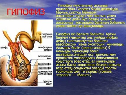 Анальды жыныстық қатынас кезінде қынапқа E. coli енуі