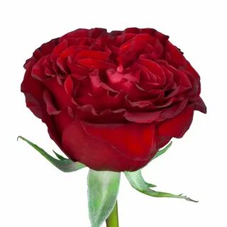Rose hart