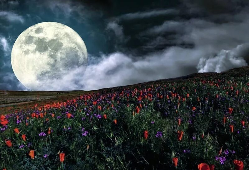 Почему цветочной луны. Ночное поле с луной. Лунное поле. Ночь поле цветы. Ночное поле с цветами.