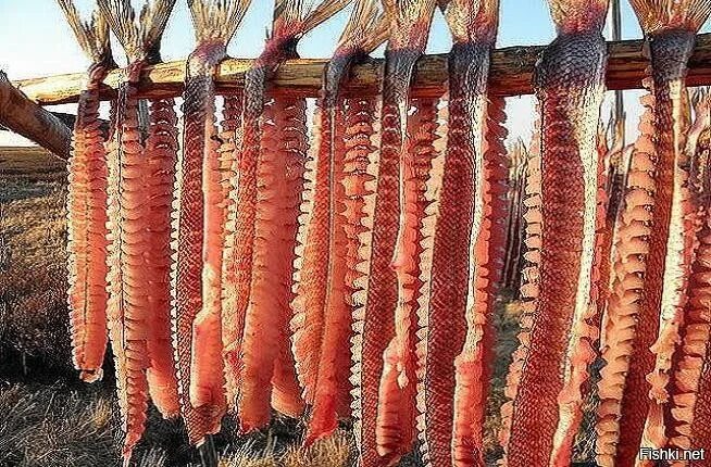 Рыба юкола где водится и как выглядит ПОРА обеспечить Арктику отечественным продовольствием. Анонс ПОРА Проектный