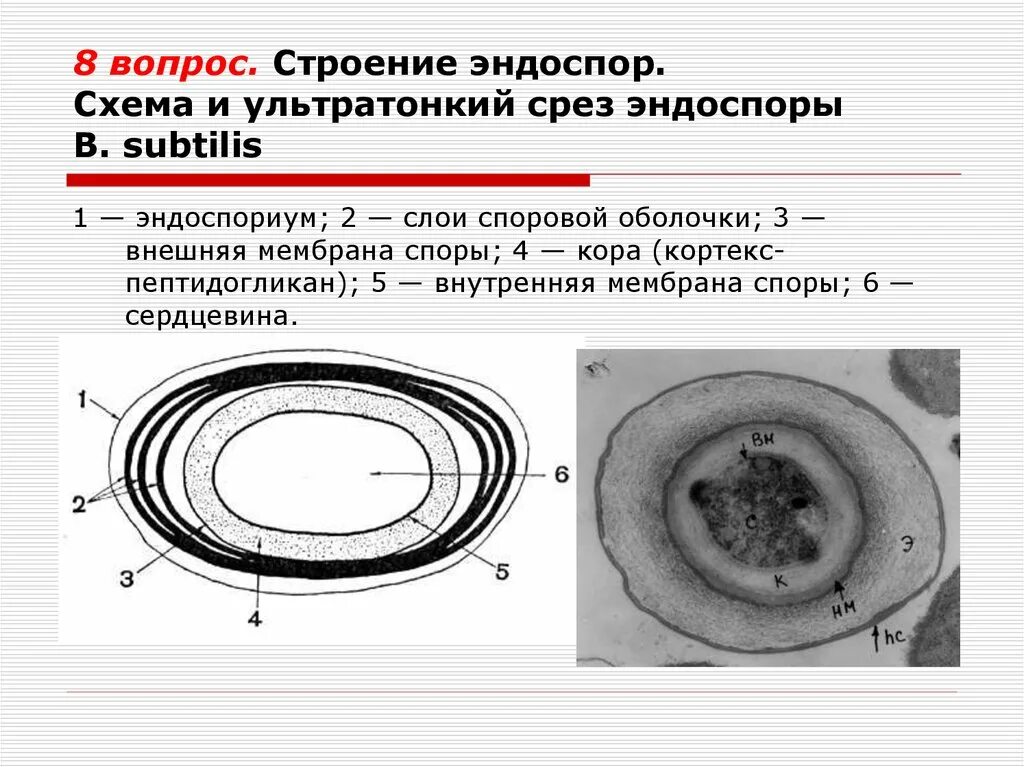 Оболочка споры бактерии