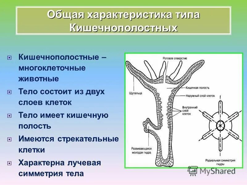 3 признака кишечнополостных. Строение кишечнополостных биология 7. Строение кишечнополостных 7 класс биология. Строение многоклеточных животных 5 класс. 7 Класс биология системы органов Кишечнополостные.