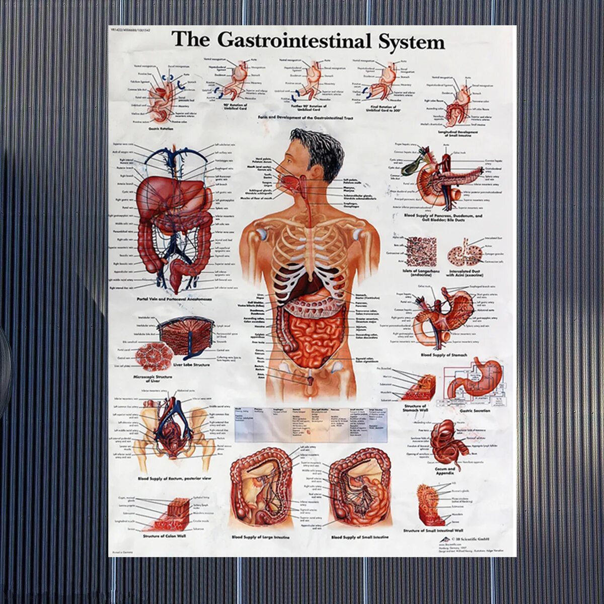 Высшие органы человека. Анатомический плакат человека. Внутренние органы плакат. Плакат органы человека. Анатомический плакат человека с органами.