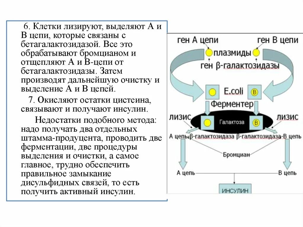 Этапы получения рекомбинантного инсулина. Схема получения рекомбинантного инсулина. Получение инсулина методом рекомбинантной. Лизированные клетки что это. Технология получения инсулина ppt.