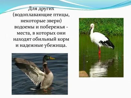 Птицы пресных водоемах