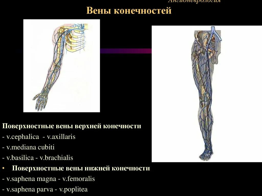 Поверхностные вены верхней конечности.