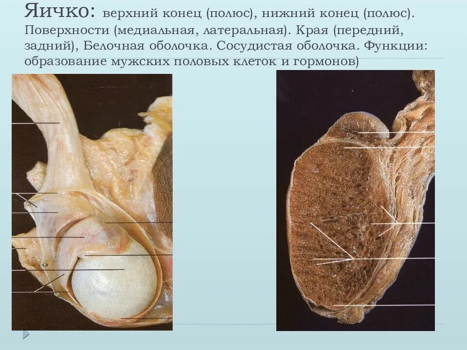 Латеральная поверхность яичка анатомия. Строение яичка белочная оболочка. Анатомия семенников. Строение мужских яичек. Яички образуют