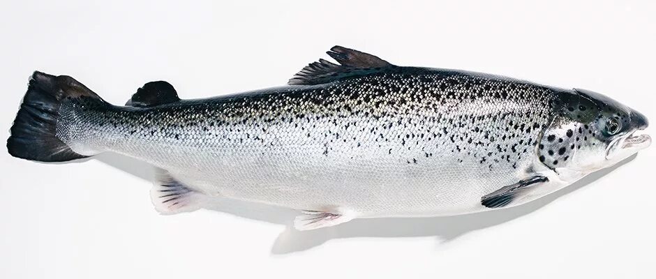 Атлантический лосось семга. Чавыча и таймень. Атлантический лосось семга. Таймень рыба байкальский. Балтийская кумжа.