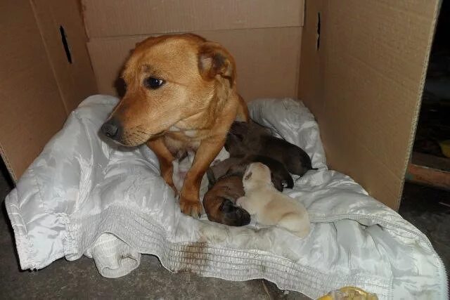 Щенок под опекой внука. Брошенные щенки в коробке. Щенки в коробке в подъезде. Щенок в коробке. Брошенный у подъезда щенок.