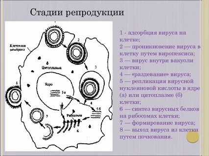 Стадии вируса
