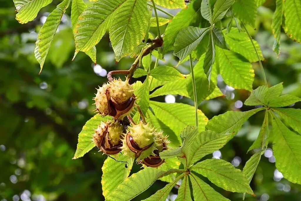 Каштан хвойное. Каштан (Aesculus hippocastanum). Конский каштан обыкновенный. Конский каштан дерево. Конский каштан обыкновенный плод.