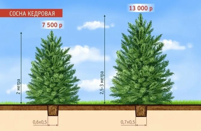 Расстояние хвойная. Высота сосны обыкновенной. На каком расстоянии сажать сосны. Посадка ели. Схема посадки кедра.