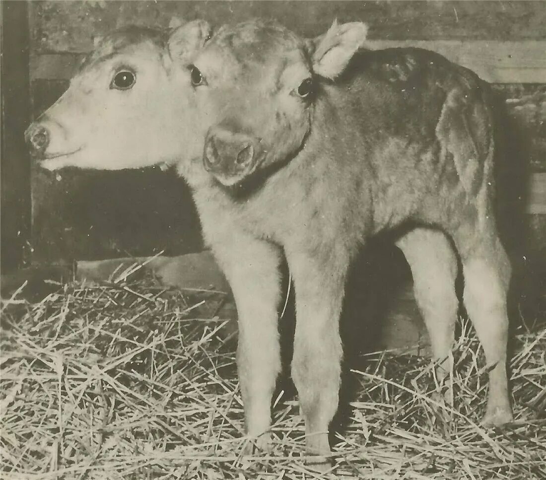 котопес мутант. генетические аномалии у сельскохозяйственных животных. покажи мутацию. мутирование животных чернобыля мутанты. покажи мутацию.