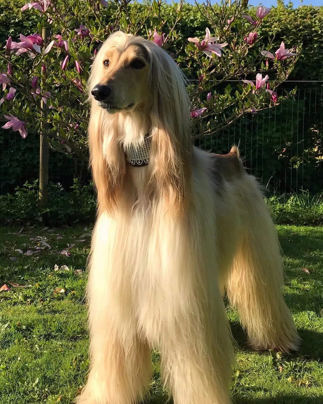 afghan hound colors Afghan Hound - Dog Breed Information and Images - K9RL #dogi