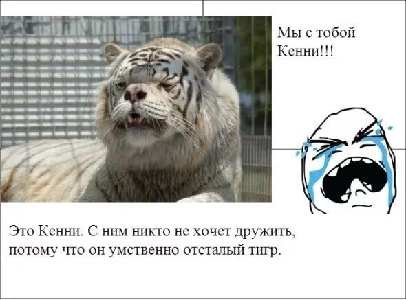 Включи умственно отсталый. Умственно отсталый тигр кенни. тигр аутист кенни. отсталый тигр. слабоумный тигр.