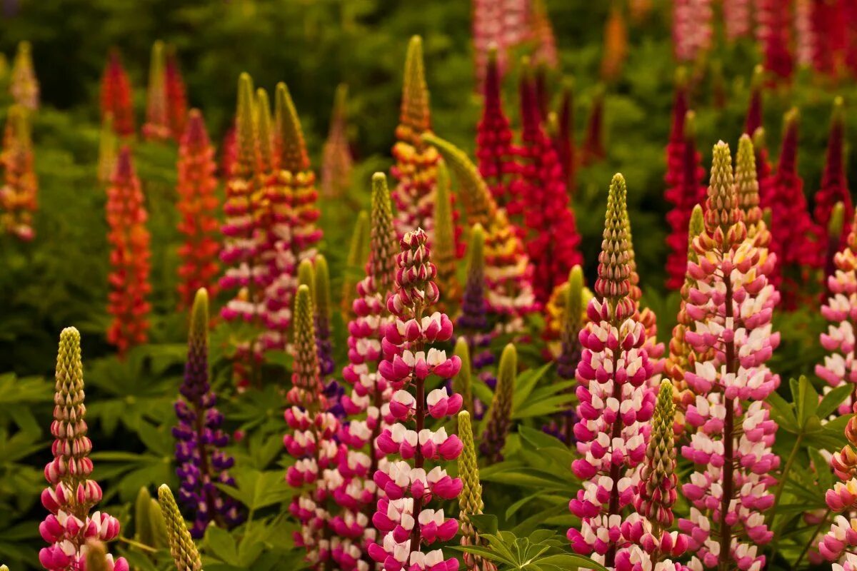 Люпин многолетний фото. Люпин минарет многолетний. Люпин многолистный. Lupinus / Люпин ’Minarette’. Люпин низкорослый минарет.