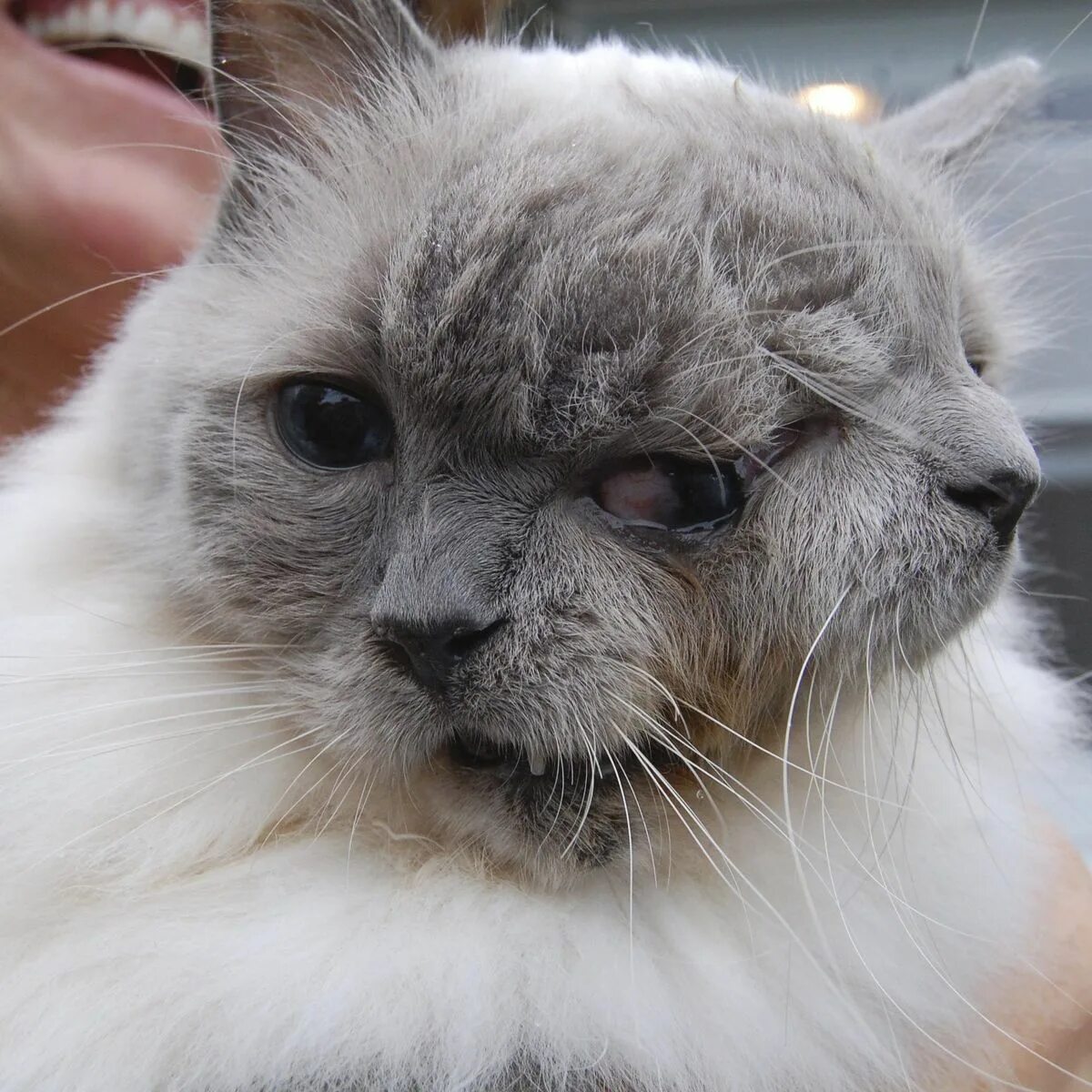 американский мейн кун. коты мейн куны. порода кошек кошка человек. семья мейн кунов. порода кошек кошка человек.