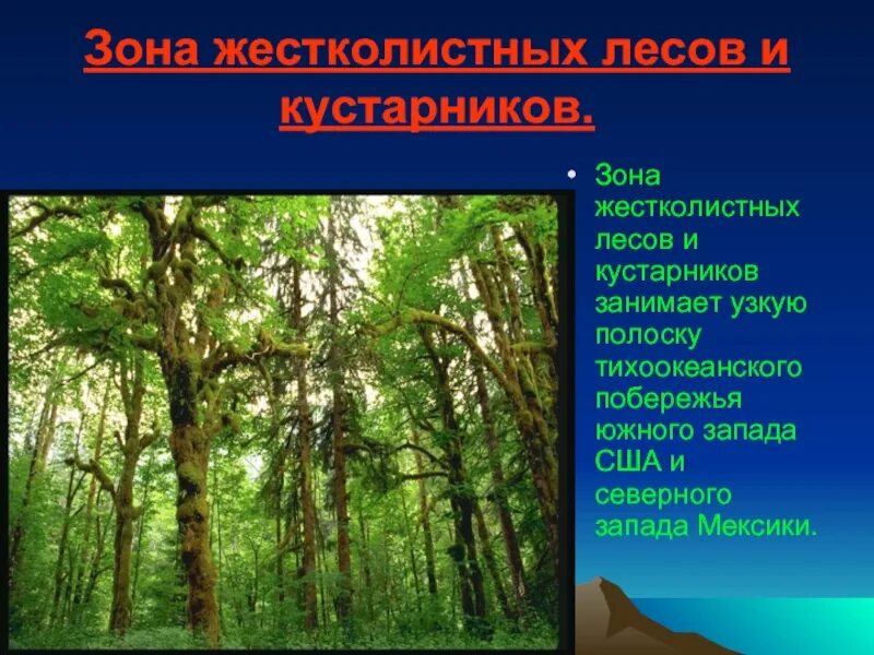 Климат жестколистных вечнозеленых. Растения жестколистных вечнозеленых лесов. Зона жестколистных вечнозеленых лесов Южной Америки. Жестколистные леса Северной Америки растения. Природная зона жестколистных вечнозеленых лесов.