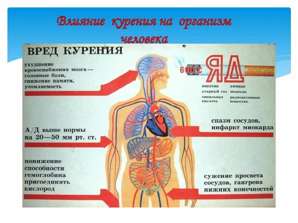 Влияние курения на организм. Каким органам вредит курение. Вред курения на организм человека.