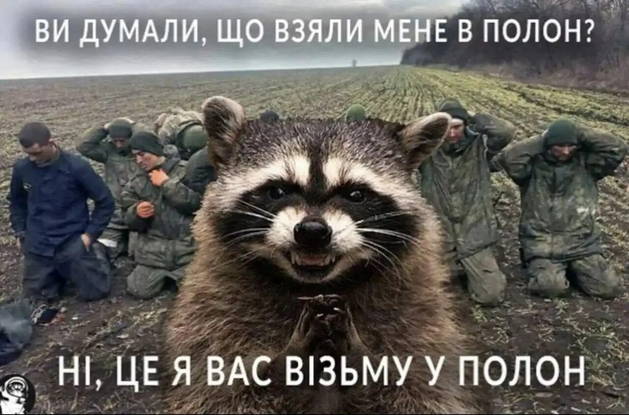 Мемы с енотами. Енот военный. Енот Херсон. Енотик с российскими солдатами