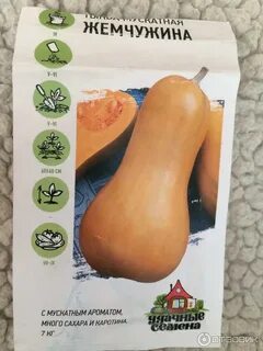 Мускатный сорт тыквы жемчужина