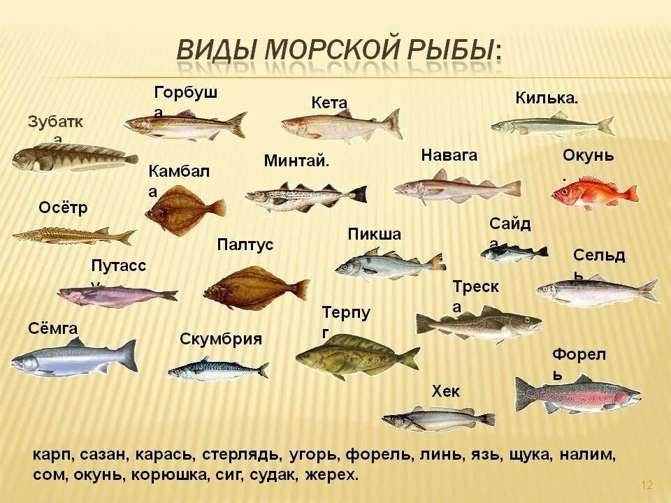 Какую рыбу можно поймать в озере реке - найдено 81 картинок