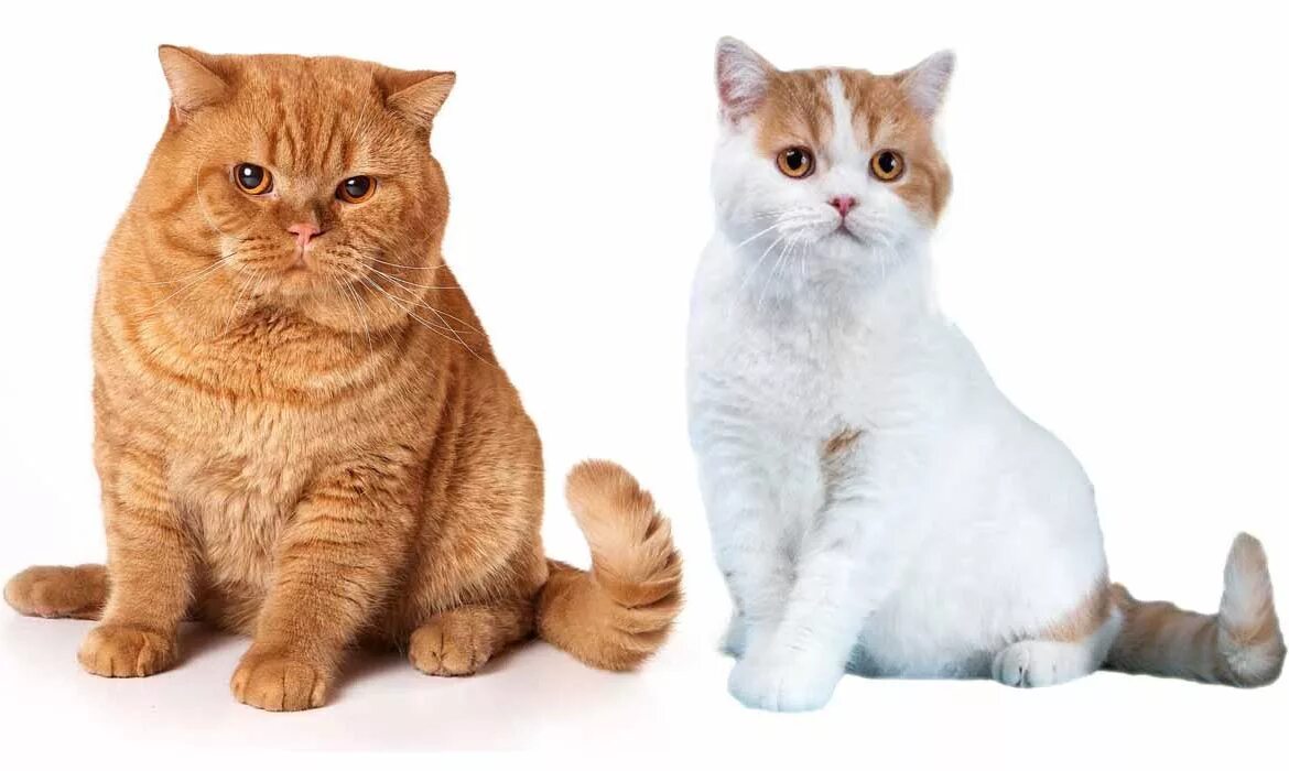Различия кошек. Шотландская и Британская кошка. Британская вислоухая кошка. Кот породы британец и шотландец. Шотландская вислоухая кошка прямоухая.