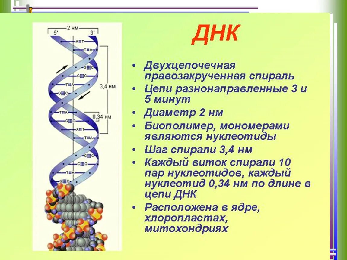 Состоит из четырех этапов