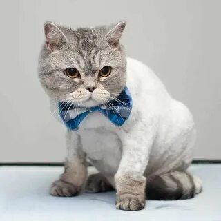 Фото кота подстриженного