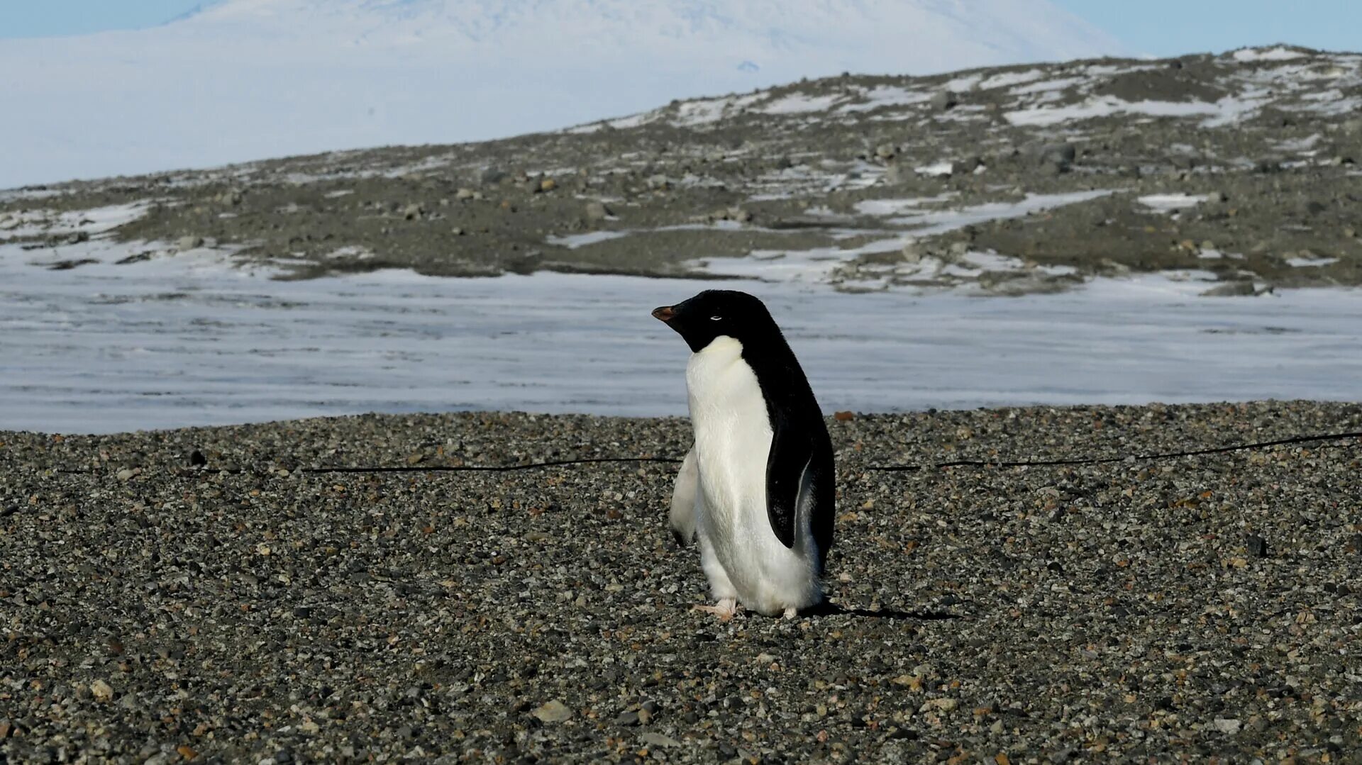 Антарктида пингвины Адели. Антарктический Пингвин. Пингвины в Антарктиде. Земля Адели в Антарктиде. Пингвин перевод