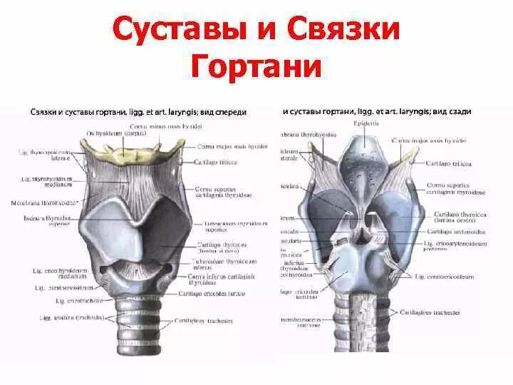 Гортань впр. Хрящи и суставы гортани анатомия. Хрящи связки и суставы гортани вид спереди. Хрящи, связки и мышцы гортани. Гортань хрящи гортани.