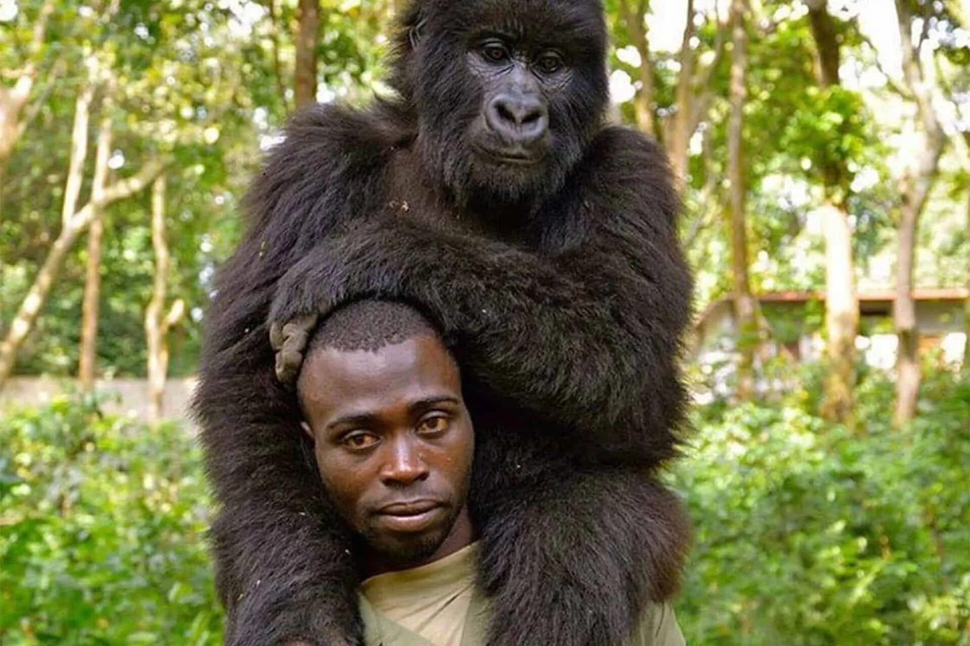 Как как стать людям обезьяны. Горилла фото. Австралопитеки предки человека. Как как стать людям обезьяны. Как как стать людям обезьяны.